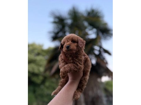 Redbrown maltipoo ırkın en iyi rengi 