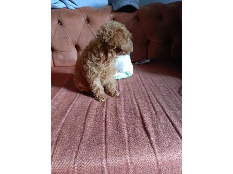 Teacup poodle