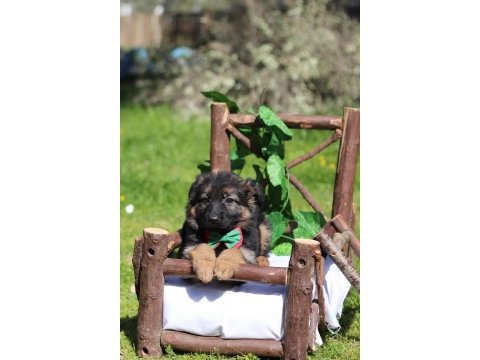 Irk ve sağlık garantili showline k9 alman kurdu yavrularımız