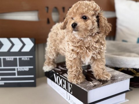 Petmode köpek çiftliğinde ziyarete açık maltipoo