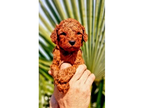 Efsane toy poodle yavrularımız