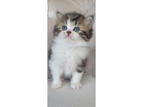 Eşsiz güzellikte ipek tüylü birman ve british longhair