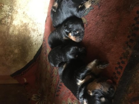 Orjinal rottweiler yavru 1 dişi