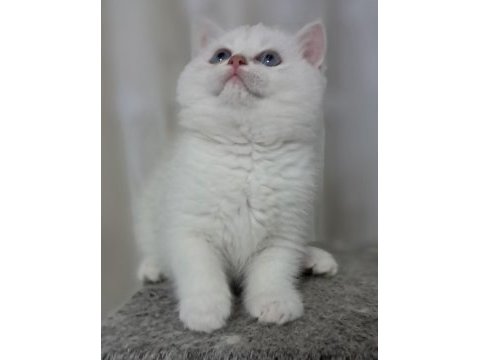 British shorthair point erkek