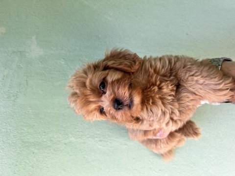 Maltipoo a kaliye yavrular tüm illere gönderim