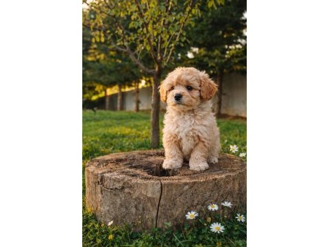 Sevgi dolu maltipoo yavrular