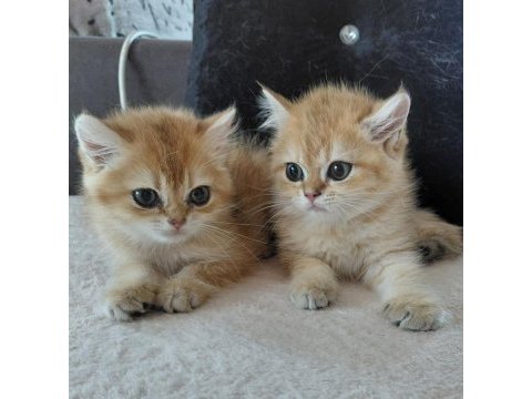 Safkan british shorthair yavrular