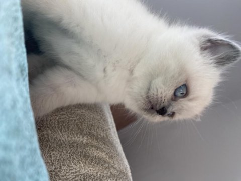 Sarılık shorthair ve blue point bebekler
