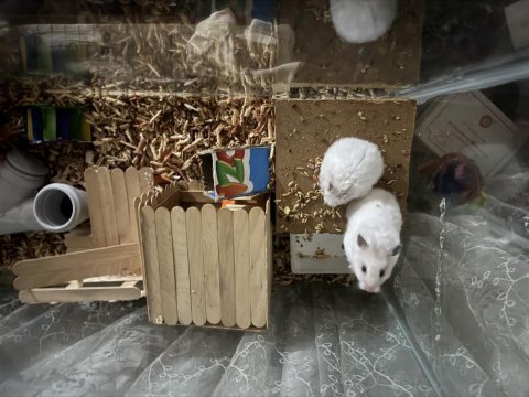 Dişi hamster