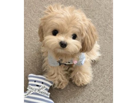 Teacup kore maltipoo yeni yavrumuz