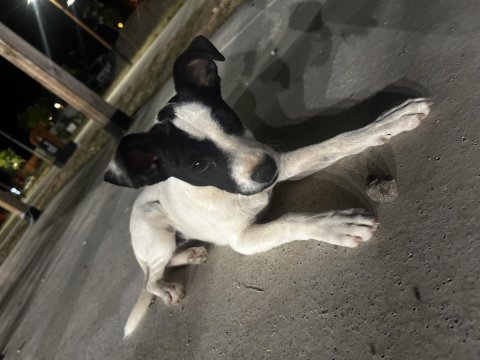 Tatlış köpeğimiz yeni yuvasını arıyor