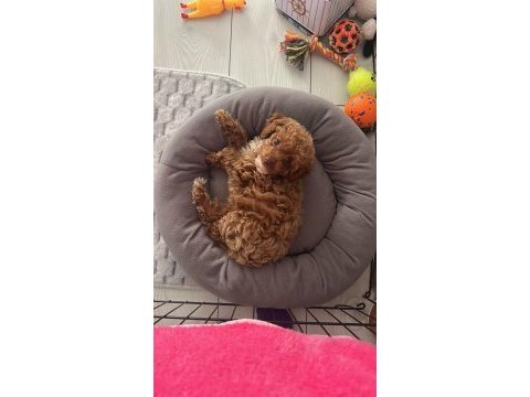 3 buçuk aylık dişi toy poodle