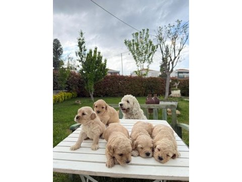 Annesi maltipoo babası poodle dünya tatlısı yavrumuz