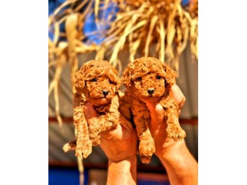 Toy poodle yavrularında son nokta