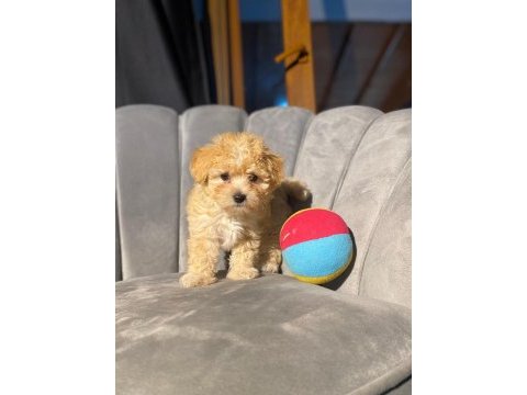 Veterinerden kontrollü f1 ve kore maltipoo