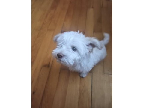 Maltese terrier 3 aylık