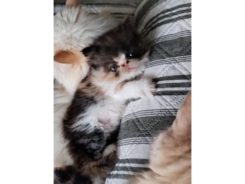 Minik chinchilla kızımıza yeni yuva