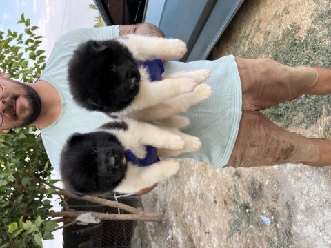 Amerikan akita yavruları