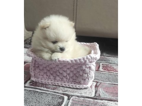 Pomeranian boo a kalite
