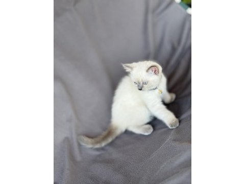 Scottish fold blue point