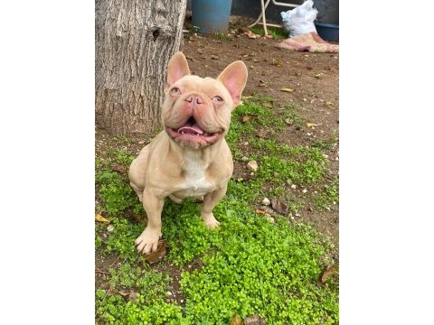 İsabella güzel bir french bulldog erkeği
