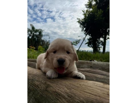 Golden retriever yavruları