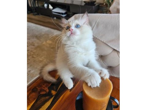Şecereli anne ve babadan bicolor ragdoll yavrularımız