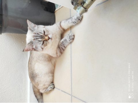 Sessiz uysal british shorthair