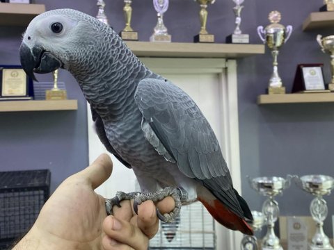 Yasal belgeli faturalı bebek yavru jako papağanı