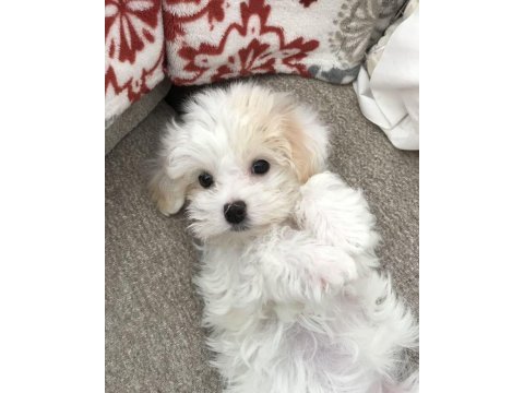 Maltipoo yavruları acık ve esmer renk çeşitlerr