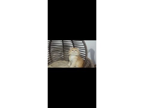 Golden longhair bebekler