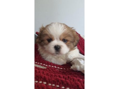 5 aylık safkan erkek shih tzu