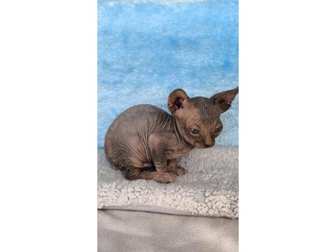 Naked beauty sphynx cattery kedimiz