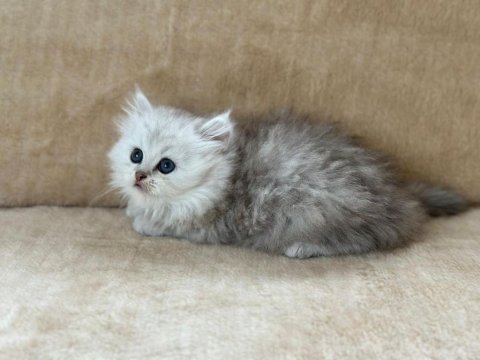 Eşsiz güzellikte chinchilla silver yavrum