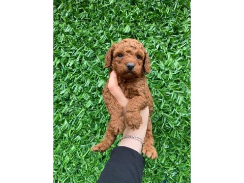 Toy poodle bebekler