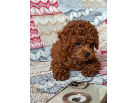 Red toy poodle ırk ve sağlık garantili