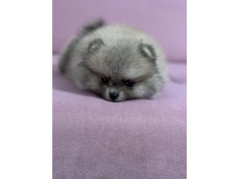 Pomeranian boo