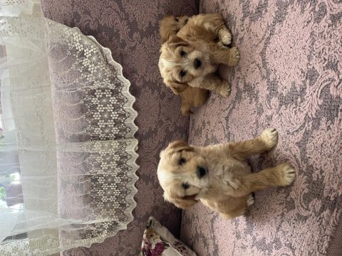 Terrier yavru köpekler