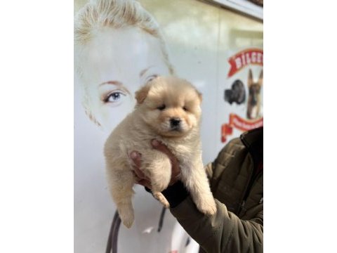 Chow chow bebeklerimiz
