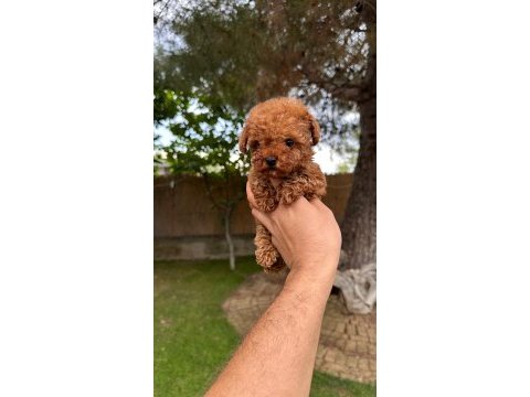 Sağlık ve ırk garantili toy poodle yavrularımız 