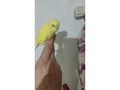 Yeni yeme düşen bebek muhabbet kuşu yavrular