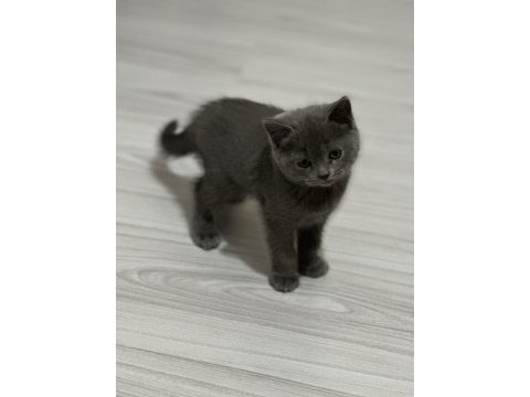 2 aylık british shorthair bebeklerimiz