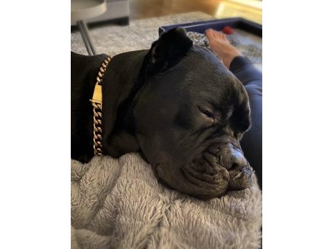 Gri ve siyahın en güzel tonu cane corso bebekler