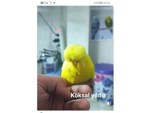 Şov jumbo muhabbet kuşlar