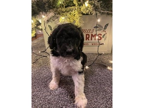 Safkan labradoodle yavruları