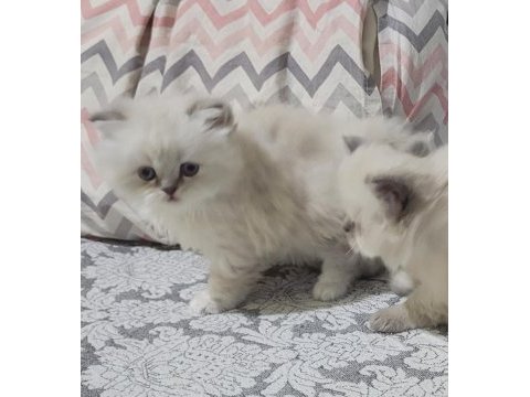 British longhair blue point dişi bebek