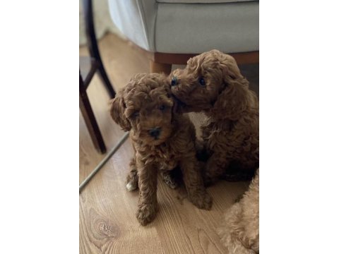 Red brown 2 adet poodle safkan