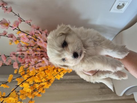 Maltese terrier yavrum