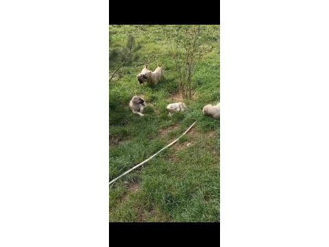 Irk ve sağlık garanti kangal yavrularımız