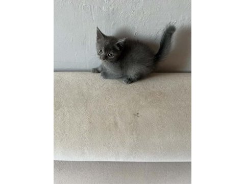 Nadir olan russian blue son yavru